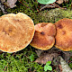 Suillus cavipes