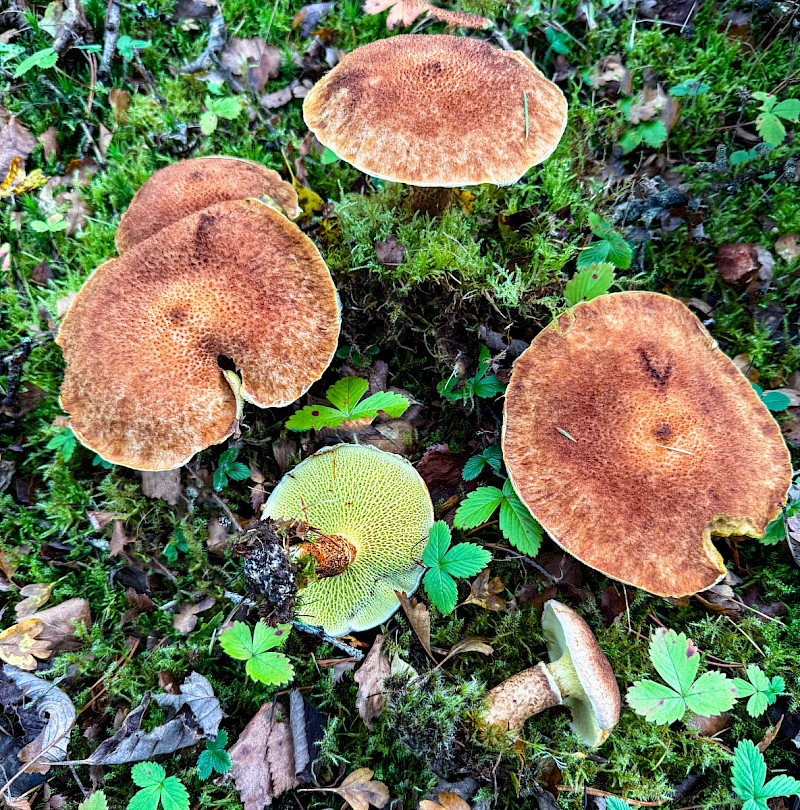 Suillus cavipes - &copy; Charles Hipkin