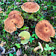 Suillus cavipes