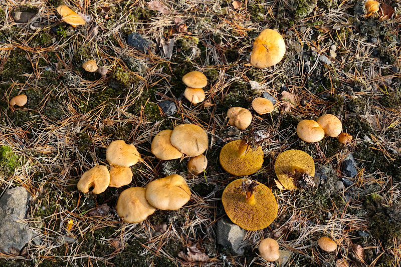 Suillus bovinus - &copy; Charles Hipkin
