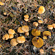 Suillus bovinus