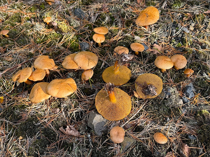 Suillus bovinus - &copy; Charles Hipkin