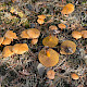 Suillus bovinus