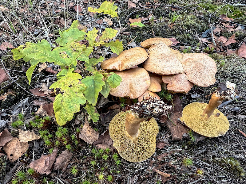 Suillus bovinus - &copy; Charles Hipkin