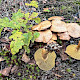 Suillus bovinus