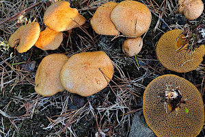 Suillus bovinus Bovine Bolete
