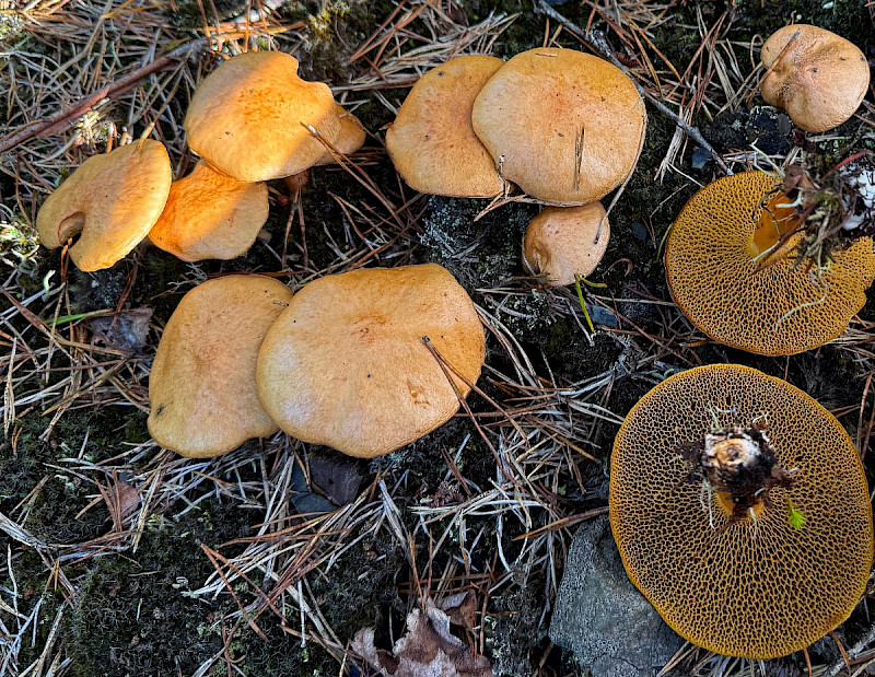 Suillus bovinus - &copy; Charles Hipkin