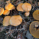 Suillus bovinus