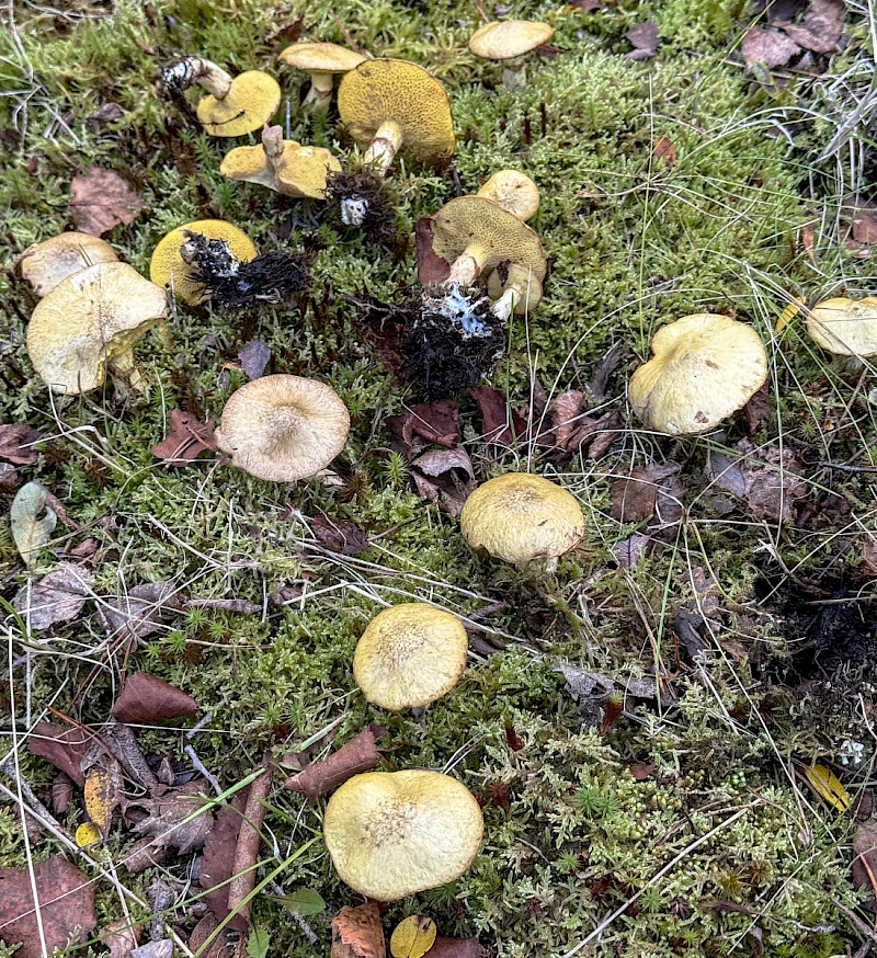 Suillus flavidus - &copy; Charles Hipkin