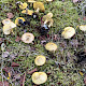 Suillus flavidus