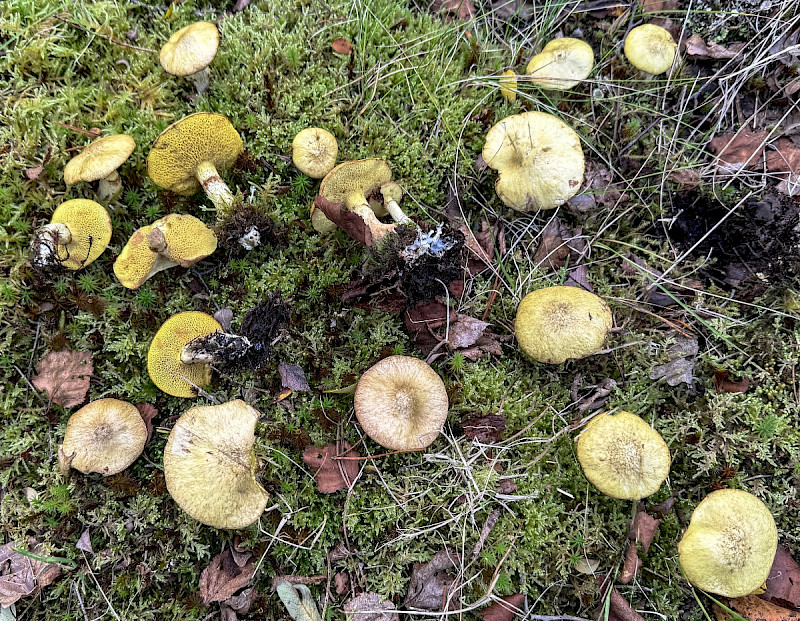 Suillus flavidus - &copy; Charles Hipkin