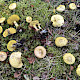 Suillus flavidus