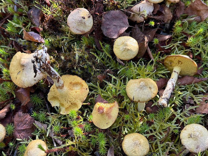 Suillus flavidus - &copy; Charles Hipkin