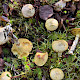 Suillus flavidus