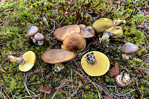 Suillus luteus Slippery Jack