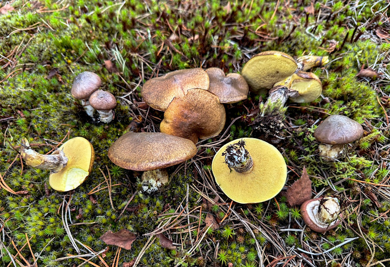 Suillus luteus - &copy; Charles Hipkin