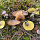Suillus luteus