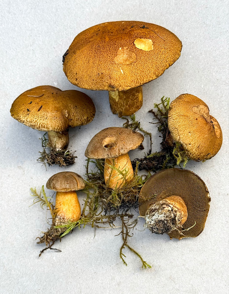 Suillus variegatus - &copy; Charles Hipkin