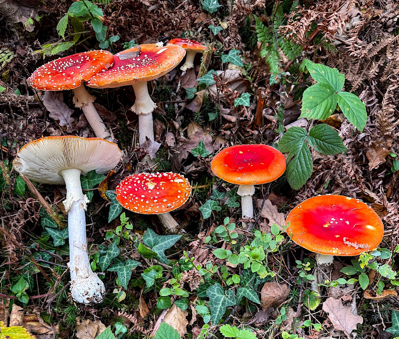 Amanita muscaria - &copy; Charles Hipkin