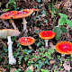 Amanita muscaria