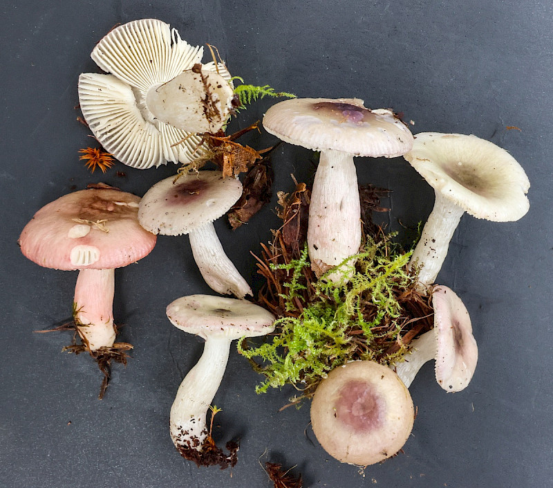 Russula gracillima - &copy; Charles Hipkin