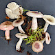 Russula gracillima