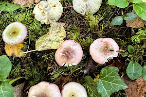 Russula gracillima Slender Brittlegill