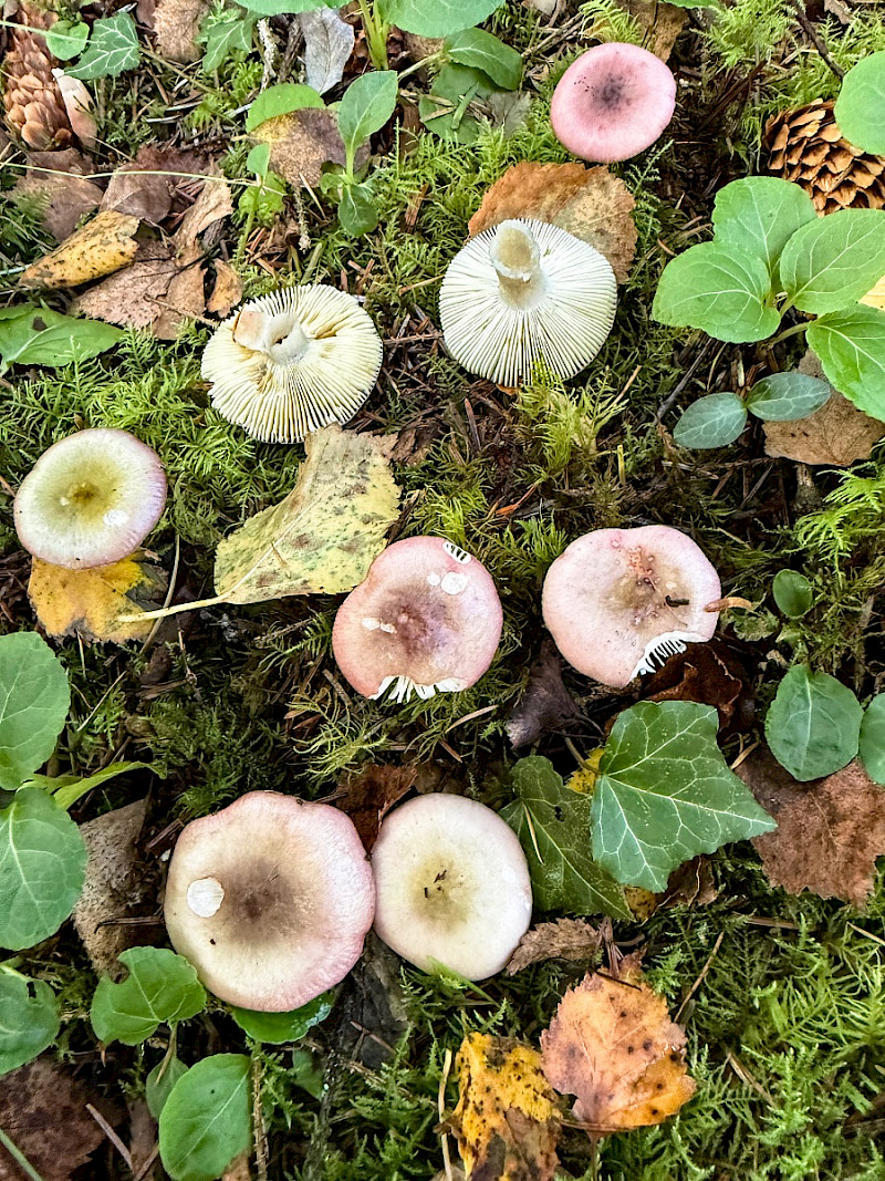 Russula gracillima - &copy; Charles Hipkin