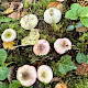 Russula gracillima