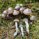 Cortinarius comptulus