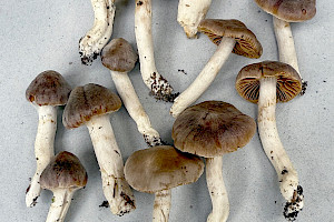 : Cortinarius comptulus