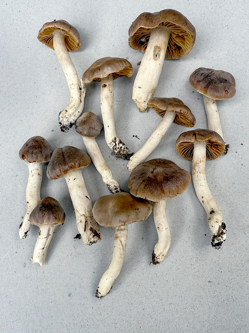 Cortinarius comptulus - &copy; Charles Hipkin