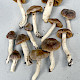 Cortinarius comptulus