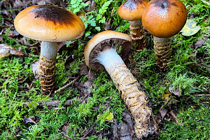 Cortinarius trivialis Girdled Webcap