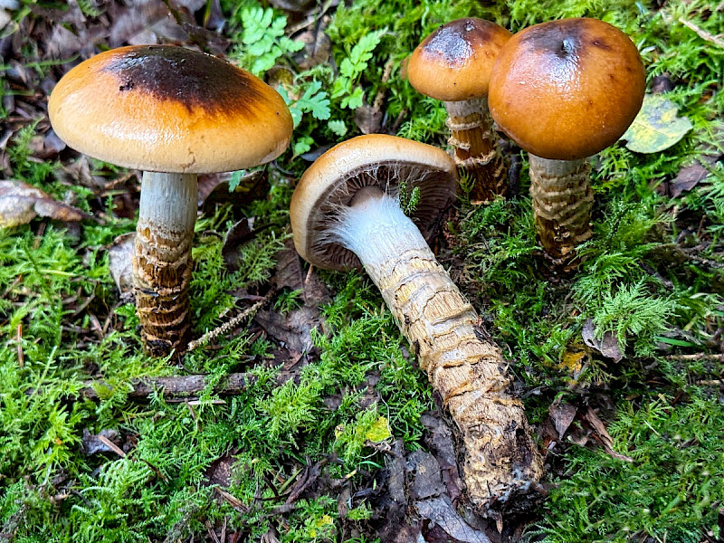 Cortinarius trivialis - &copy; Charles Hipkin