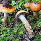 Cortinarius trivialis
