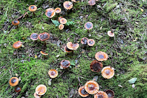 Girdled Webcap: Cortinarius trivialis