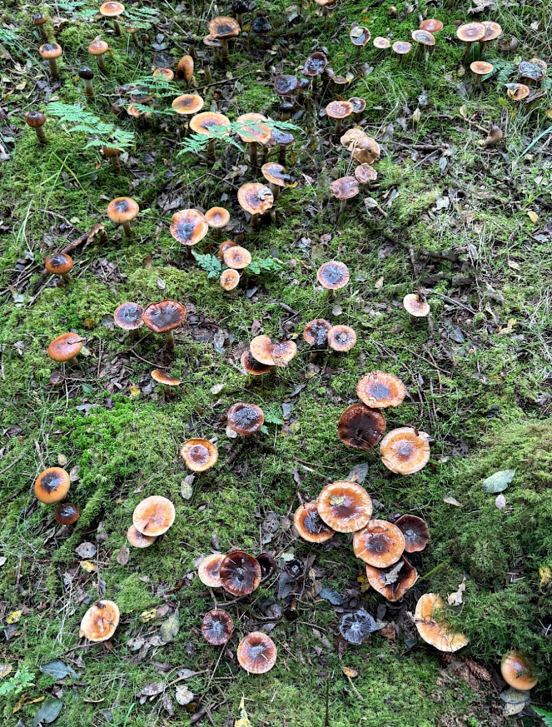 Cortinarius trivialis - &copy; Charles Hipkin