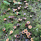 Cortinarius trivialis