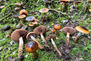 Girdled Webcap: Cortinarius trivialis