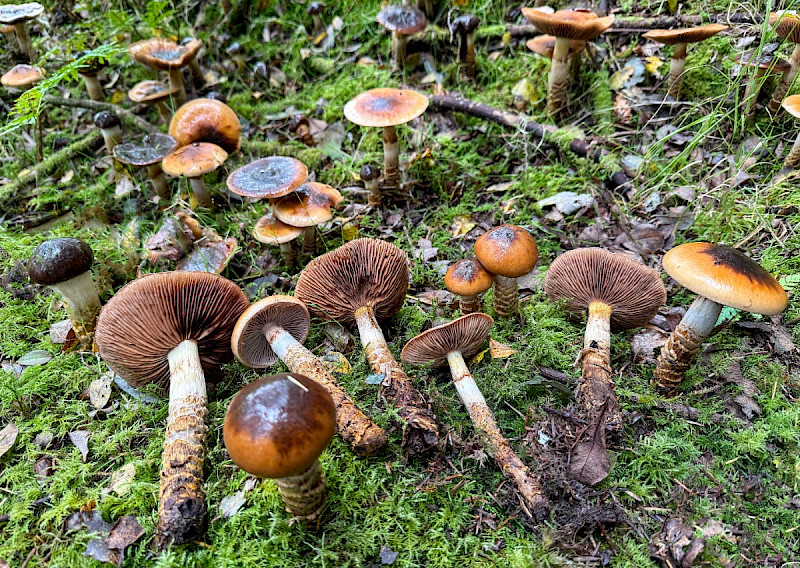 Cortinarius trivialis - &copy; Charles Hipkin
