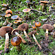 Cortinarius trivialis