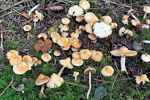 Peaked Webcap: Cortinarius acutus