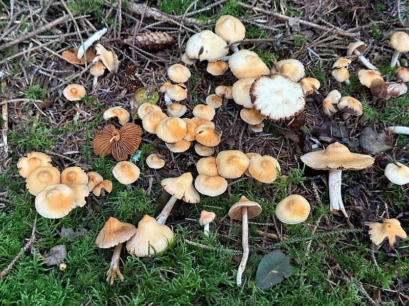 Cortinarius acutus - &copy; Charles Hipkin