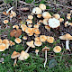 Cortinarius acutus