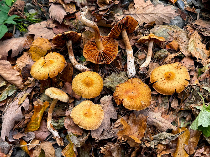Cortinarius lacustris - &copy; Charles Hipkin