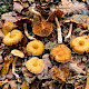 Cortinarius lacustris