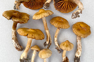 : Cortinarius lacustris