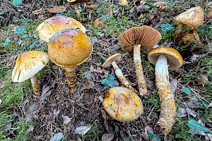Girdled Webcap: Cortinarius trivialis