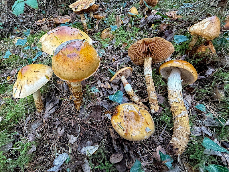 Cortinarius trivialis - &copy; Charles Hipkin